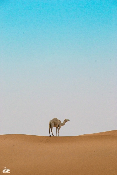 الدهنا٫